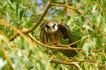 Red-footed falcon (Falco vespertinus)