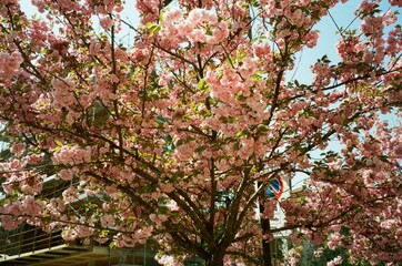 Pink Cherry Blossoms with Moon and Clear Blue Sky