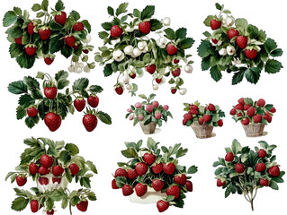 Isolated Illustration of Strawberry Bushes on Transparent Background