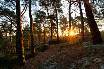 Fototapete bei efototapeten.de bestellen   