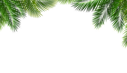 Palm Tree Branch And Isolated White Background