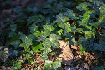 green leaves of ivy in the park