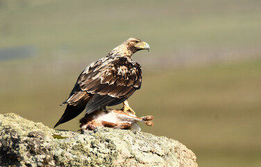aguilas imperiales se alimentan en el campo