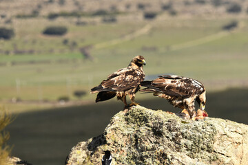 aguilas imperiales se alimentan en el campo