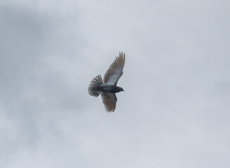 Majestic bird soaring through a cloudy sky at dawn, embodying freedom and grace in nature's serene landscape