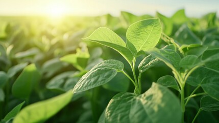 Obraz premium Agriculture view at farm dawn with sun rise warmth, sharply detailed soybean rows with clear pods, bright skylight from a clear blue sky creating crisp plant shadows, lush greenery, Ultra HD