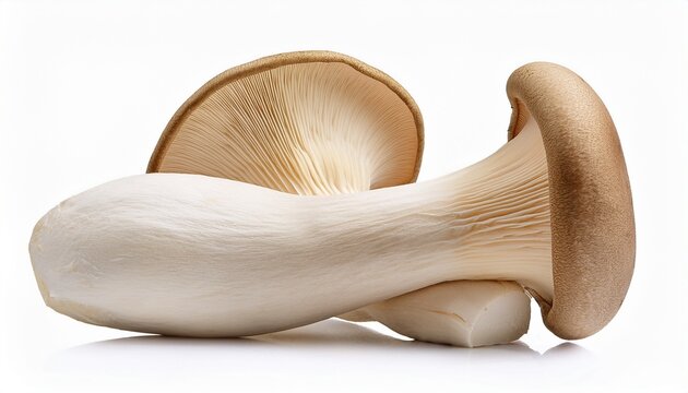 king oyster mushroom pleurotus eryngii isolated on white background