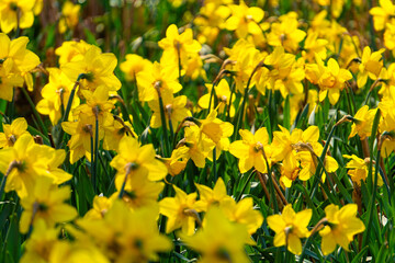 Blooming narcissus in the spring garden