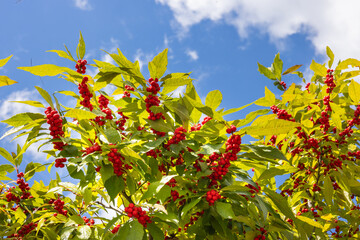 Winterberry Hollies bush on bright sunny day with blue sky backdrop