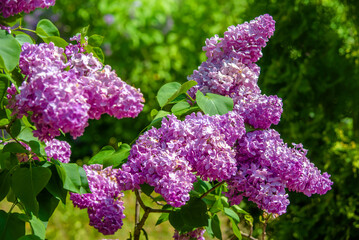 Pink lilac blooms in the Botanical garden
