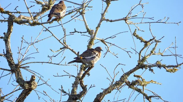 White-winged Doves in Barren Winter Tree - Blue Sky