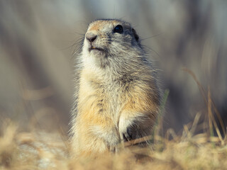 Prairie dog looking at a camera on a grassy lawn.
