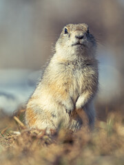 Prairie dog looking at a camera on a grassy lawn.