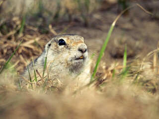 A prairie dog peering out of a hole in a grassy meadow.