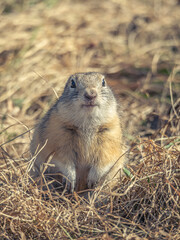 Prairie dog looking at a camera on a grassy lawn.