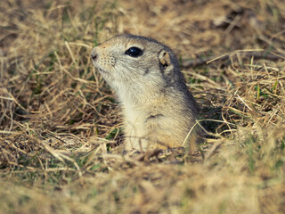 A prairie dog peering out of a hole in a grassy meadow.