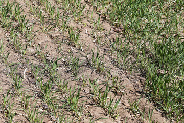 Young crops on soil. Fresh plants growing. Agricultural field spring. Early wheat farming. Green shoots sprouting. Dry dirt background. Rural farmland landscape. Seasonal food production.