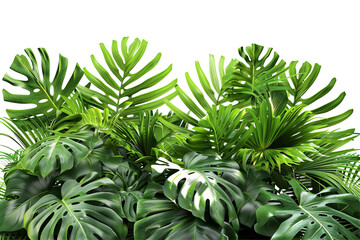 Fototapeta premium Lush green tropical foliage featuring vibrant monstera and palm leaves against a stark transparent background, bursting with natural beauty
