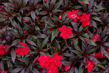 Red flower blossoms and dark green leaves floral background