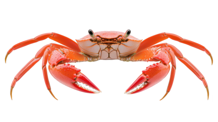 Crab in defensive posture, a closeup with open claws and mouth displaying aggression