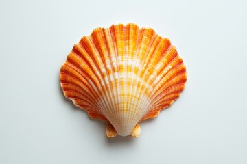 Obraz premium Vibrant orange scallop shell, top view