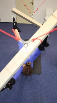 Vertical screen advanced sling training woman in purple set performs full-body stretch using pulley system intense focus on flexibility control and core strength in rehab studio