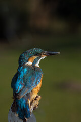 Eisvogel
