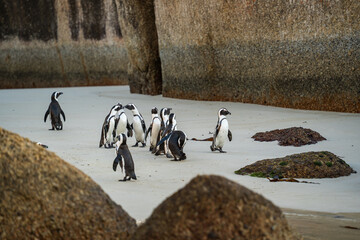 African Penguins - sunrise at Boulders Beach Cape Town. The perfect day trip tourist activity in the "Mother City"