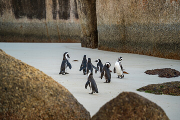 African Penguins - sunrise at Boulders Beach Cape Town. The perfect day trip tourist activity in the 