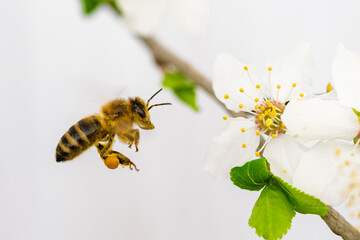 bee on a flower