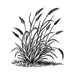 Botanical Sketch of Wild Grass in Bloom
