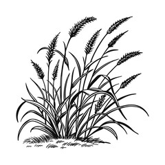 Botanical Sketch of Wild Grass in Bloom