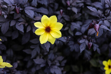 Yellow Dahlia’ Single flower lemon yellow flowers with purple black foliage