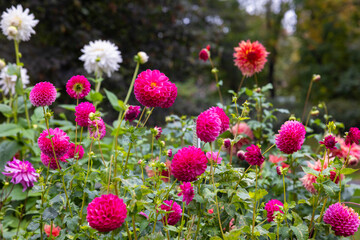 Beautiful bright pink field of dahlias  © Rebecca