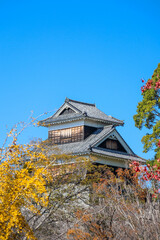 Kumamoto castle with yellow leaves in autumn season.