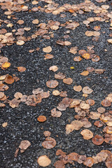Vertical photo of brown wet fallen fall leafs on dark asphalt road - Autumn textured background