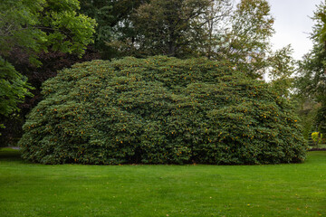 Photo of huge green rhododendron bush in Halifax, NS Public Gardens. Not blooming