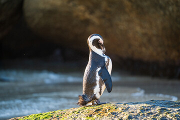 African Penguins - sunrise at Boulders Beach Cape Town. The perfect day trip tourist activity in the 