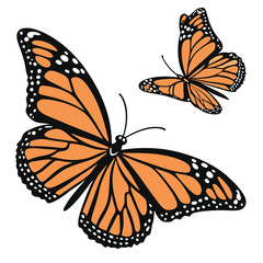 monarch butterflies set vector
