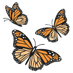 monarch butterflies set vector