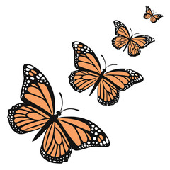 monarch butterflies set vector