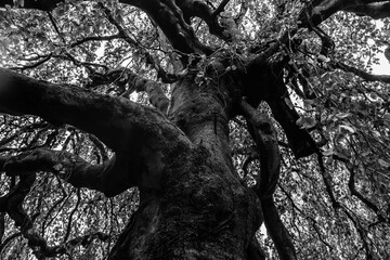 Black and white photo looking up at tall old tree large trunk, limbs and branches. Textured background