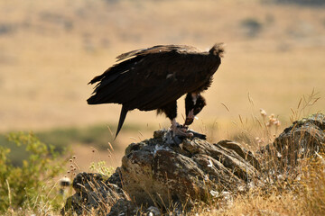 aves carroñeras se alimentan en el campo