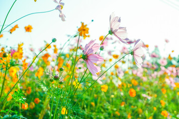 Pink and Yellow cosmos flowers blooming in garden,wild pink cosmos flowers in spring day,autumn season,view of the various cosmos flowers,Selective focus.