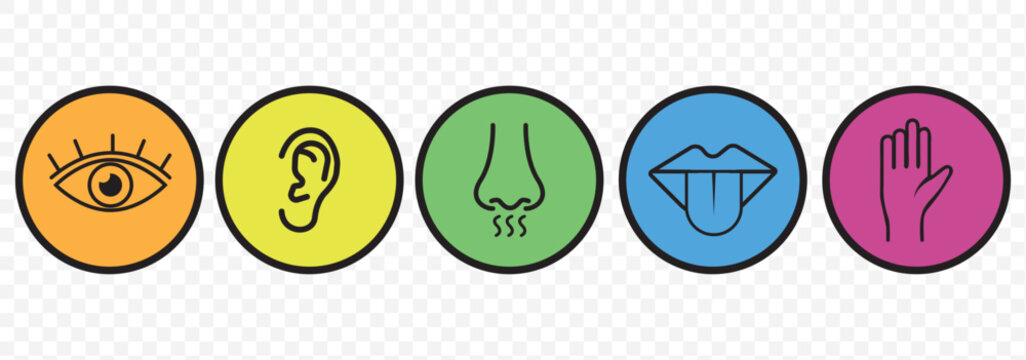 Five senses of human nervous system vector illustration. Vision through eye, smell with nose, taste with tongue line icon set. Variety Design 5 Five senses. EPS 10.