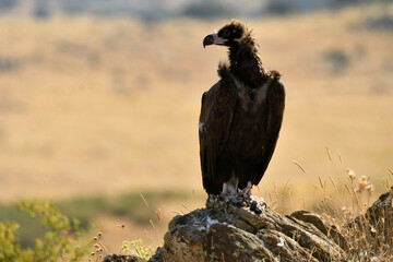 aves carroñeras se alimentan en el campo