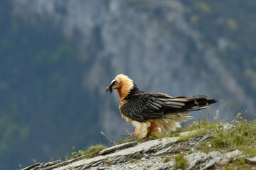 un quebrantahuesos en el pirineo