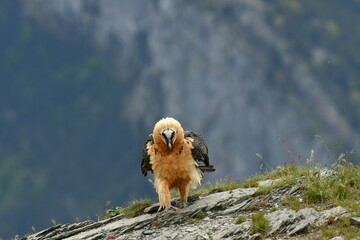 aves carro&ntilde;eras se alimentan en el campo