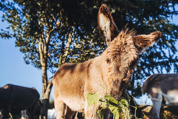 Portrait d'un &acirc;non adorable en train de manger
