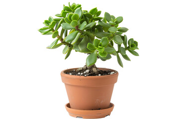 Fototapeta premium A small, round succulent plant with thick, glossy green leaves potted in a terracotta pot, set against a transparent background